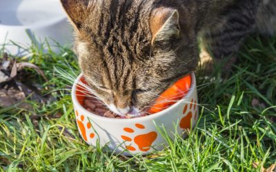 Friskies Roulette – When Your Cat Won’t Eat