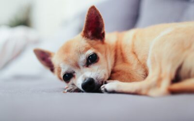 Why We Recommend Home Euthanasia for Pets