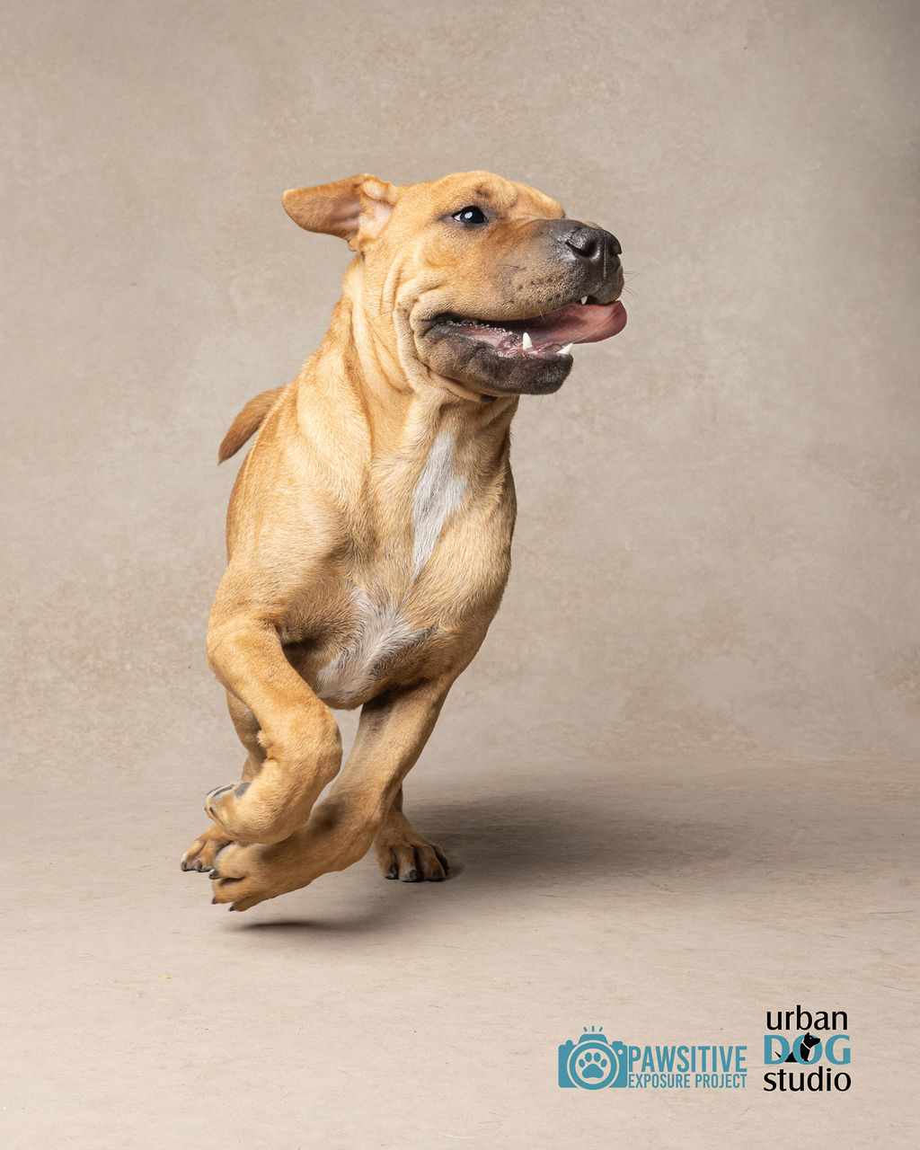 UrbanDogStudio_websize7390copy Adoptable dog photographed by Pawsitive Exposure Project in Tampa Bay by Urban Dog Studio, through Heidi’s Legacy Dog Rescue